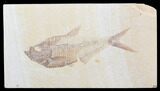 Detailed, Diplomystus Fossil Fish - Wyoming #40756-1